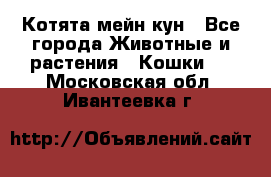 Котята мейн кун - Все города Животные и растения » Кошки   . Московская обл.,Ивантеевка г.